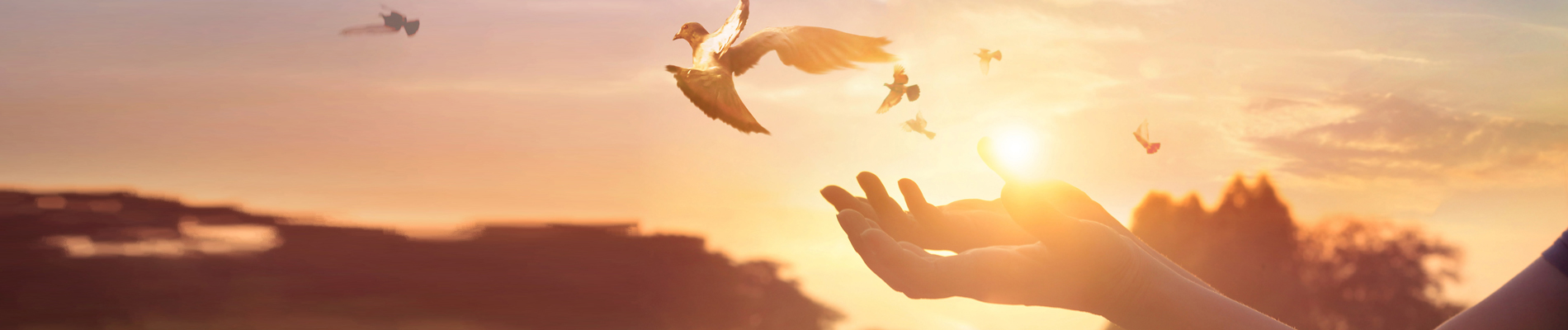 Open hands releasing a dove with a sunny sky with birds