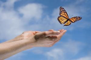 Open hands releasing a Monarch butterfly